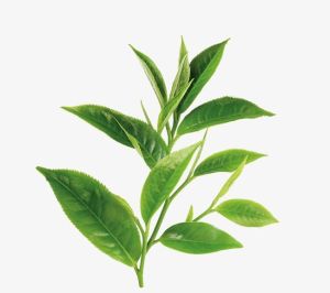 Green Tea Extract