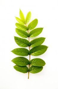 Natural Caffeine Extract