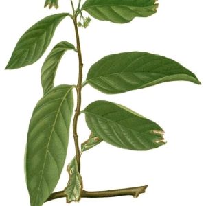 Salacia Reticulata Extract