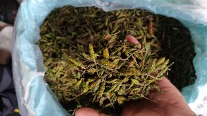 Dried Green Bird Eye Chilli