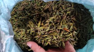 Dried Green Bird Eye Chilli