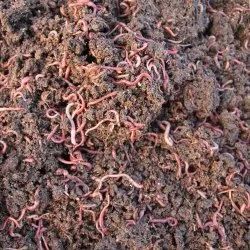 Earthworm Vermicompost