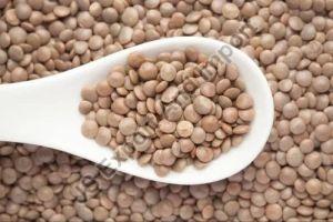 Black Whole Masoor Dal