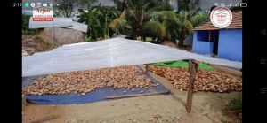 sun dried coconut copra