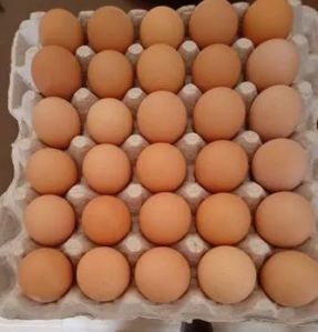 Aseel Brown Jumbo Chicken Egg
