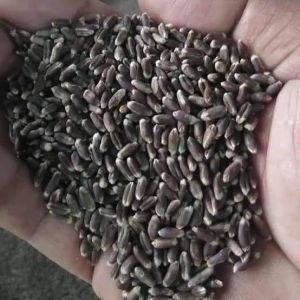Black Wheat Seeds