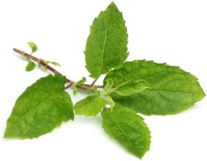 Tulsi Leaves