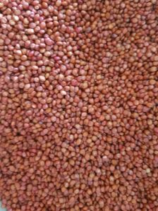 Red sorghum seed Grains