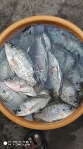 Tilapia Fish