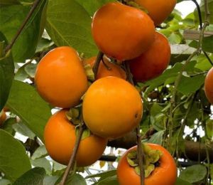 Persimmon Plant