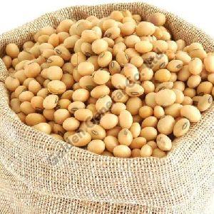 Soybean Seeds