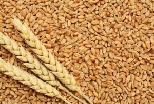 A Grade Wheat Grain