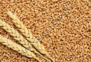 A Grade Wheat Grain