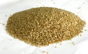 Little millet grain ( Non germinating )
