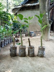 Assam Lemon Plant