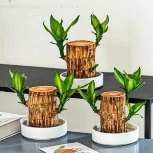 Brazilian Lucky Bamboo Wood