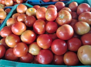 red fresh tomato