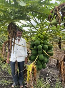 Fresh Papaya