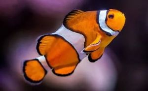 Fresh Clown Fish