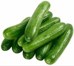 Fresh Cucumber