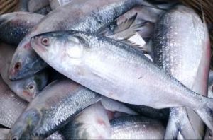 Fresh Hilsa Fish