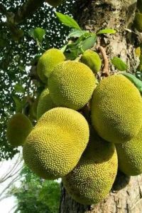 Fresh Jackfruit