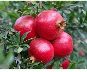 Fresh pomegranate