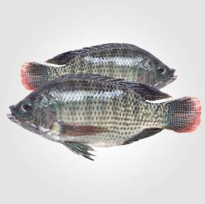 fresh tilapia fish