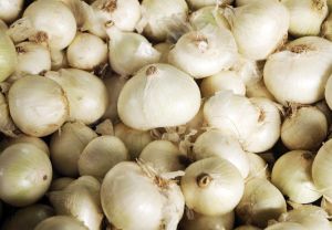 Fresh White Onion