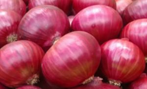 Fresh Red Onion