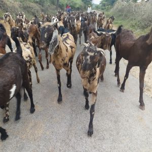 Goats farming