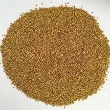 Berseem Grass Seeds