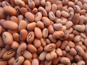 Brown Cowpea Seeds