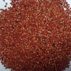 Red MP Chary Fodder Seeds