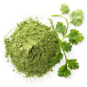 Dehydrated Coriander Leaves Powder