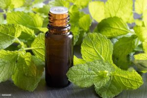 Peppermint Essential Oil