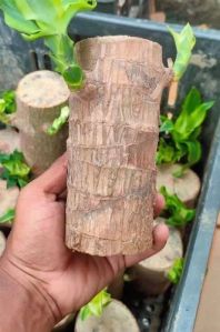 Brazilian Lucky Wood Plant