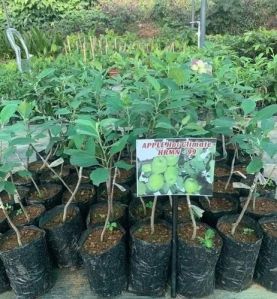 Red Apple Plant