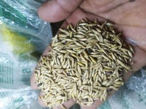 Bambusa Bambos Seeds
