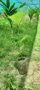Teak Wood Plant
