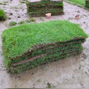 Artificial Grass Carpet