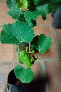Green Grapes Plant