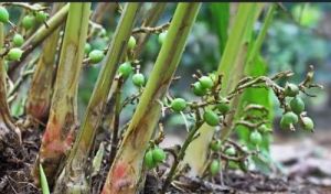 Green Cardamom Plant