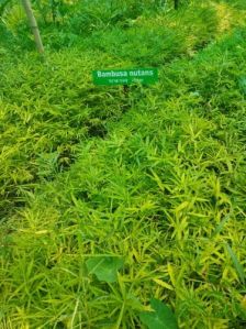 Nutan Bamboo Plant