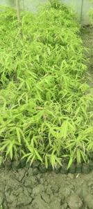 Tulda Bamboo Plant