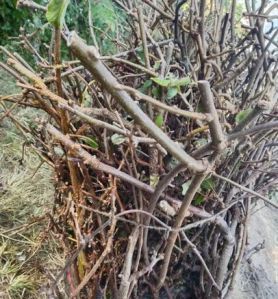 Grafted Kiwi Plant