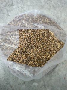 Giant Bamboo Seeds
