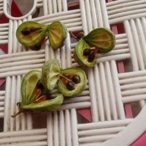 Agarwood Seeds