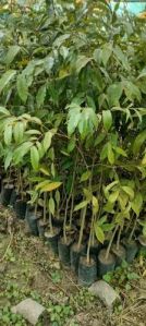 Green Agarwood Plant