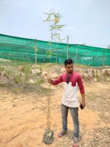 Polymorpha Bamboo Plant